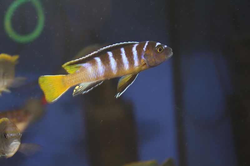 Cynotilapia sp. 'elongatus mbenji blue' Mbenji Island